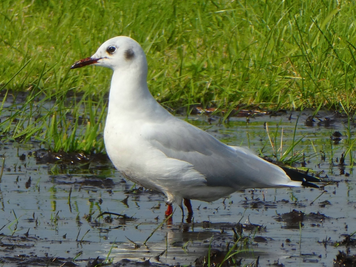Белая чайка стоит в воде 