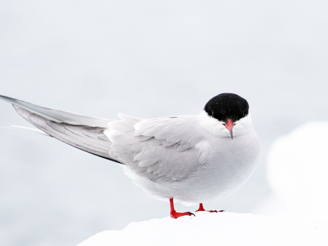 Арктическая чайка сидит на снегу