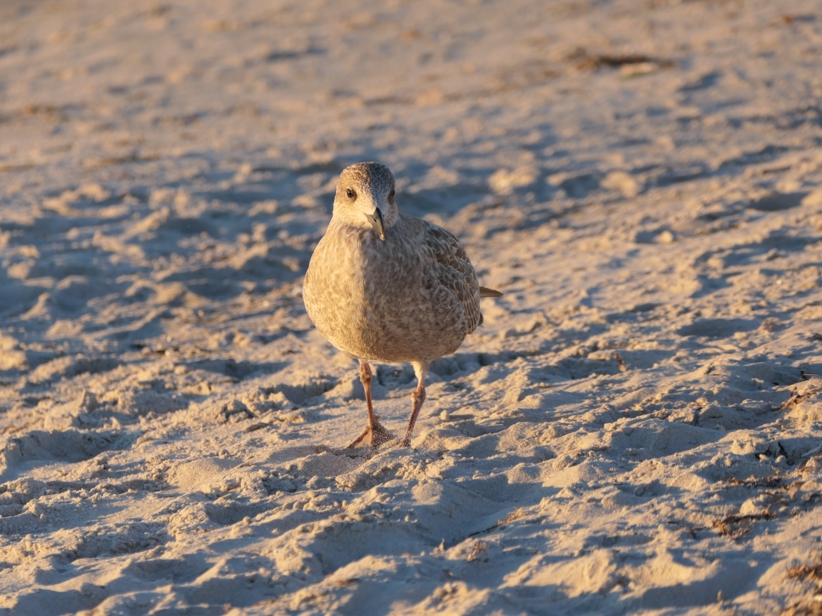 Маленькая серая птичка на песке