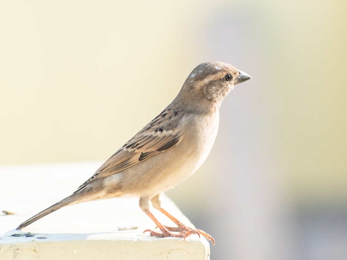 Маленький серый воробей крупным планом