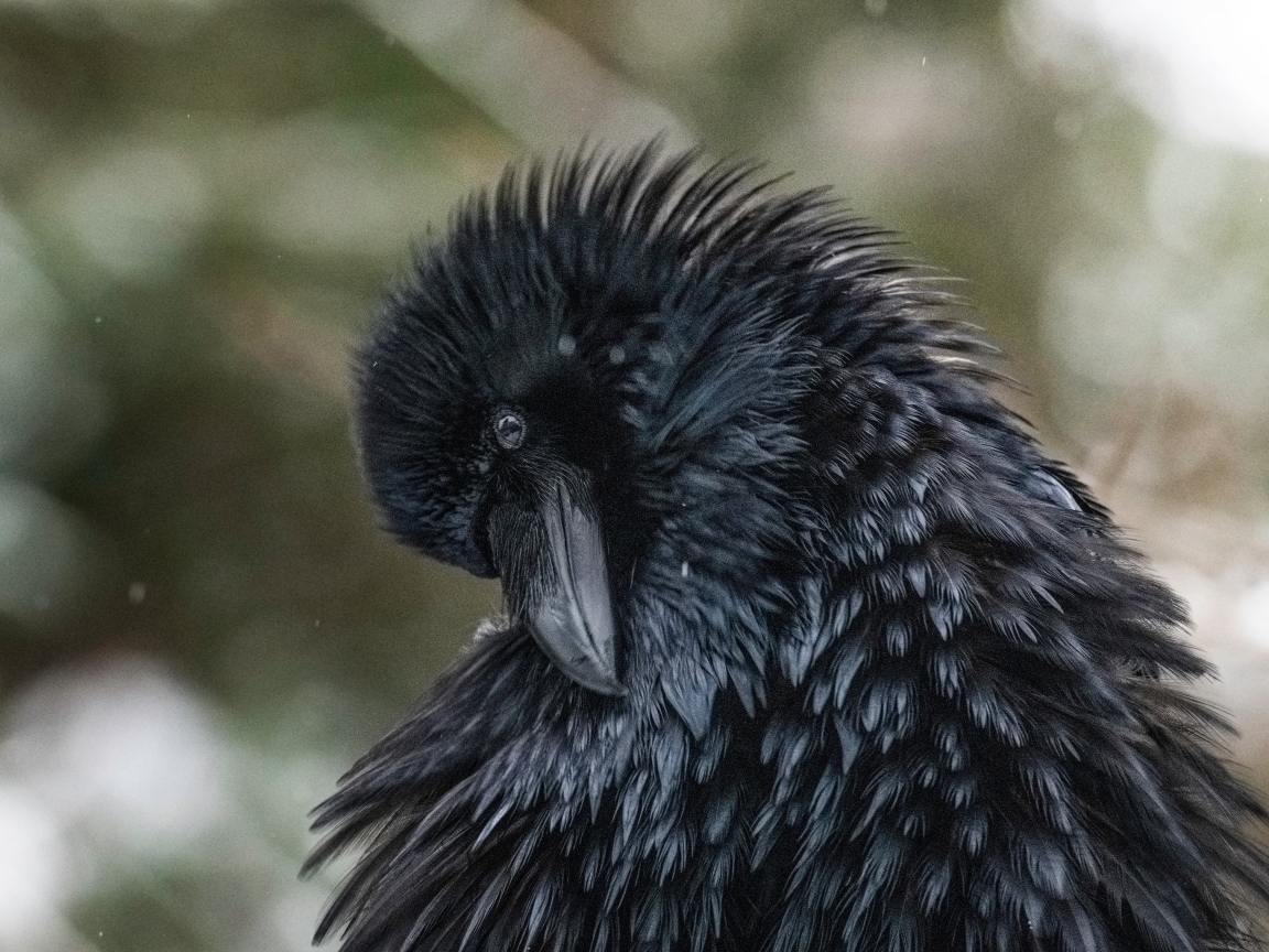 Большой черный ворон взъерошил перья