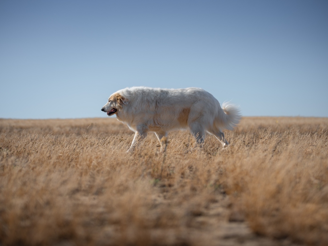 Большой старый пес идет по сухой траве