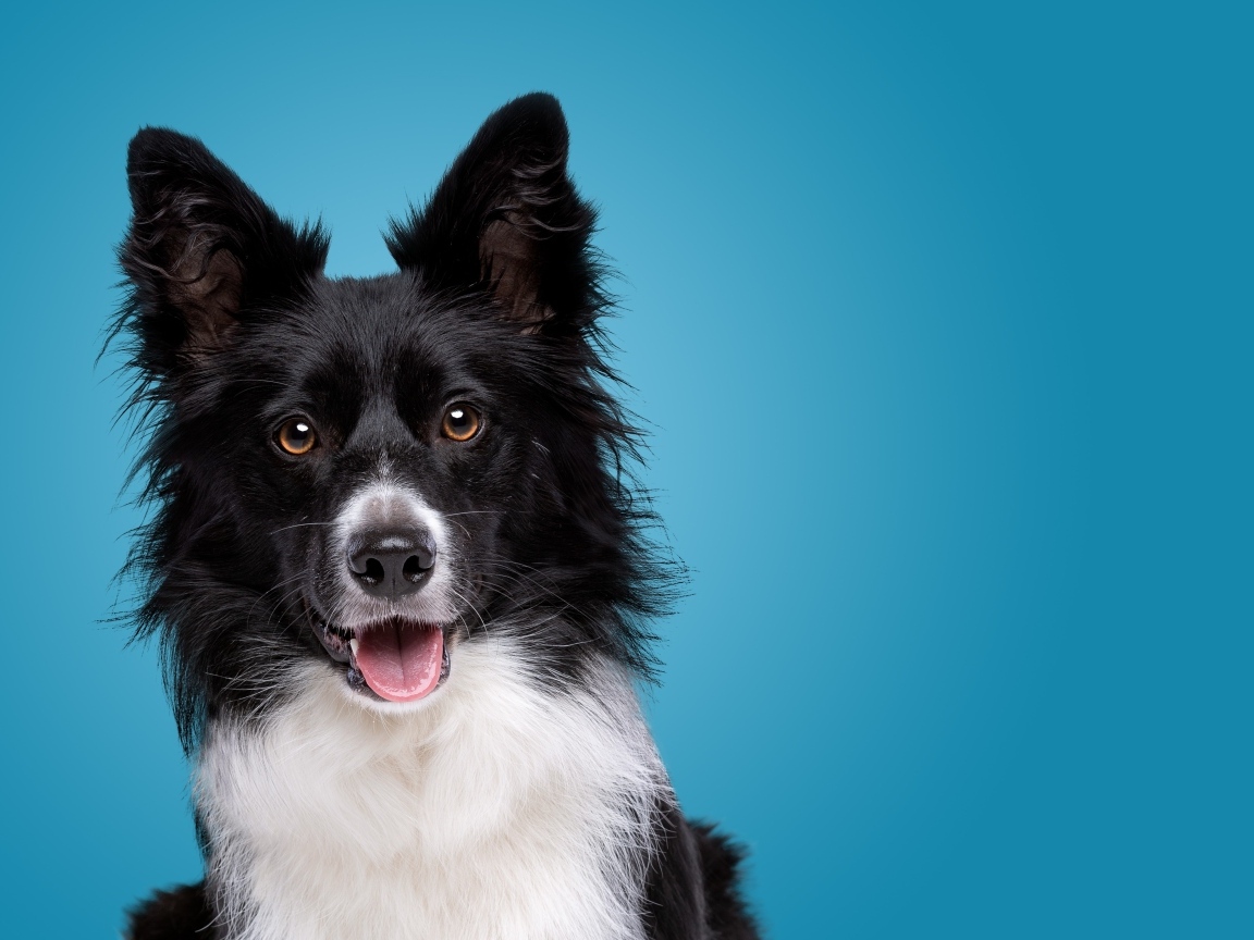 Собака породы бордер колли на голубом фоне