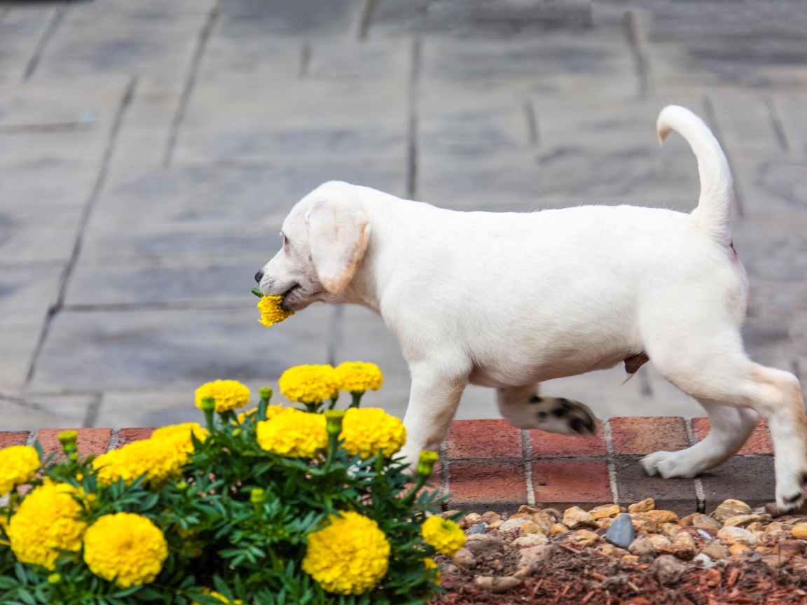 Щенок лабрадора рвет цветы на клумбе