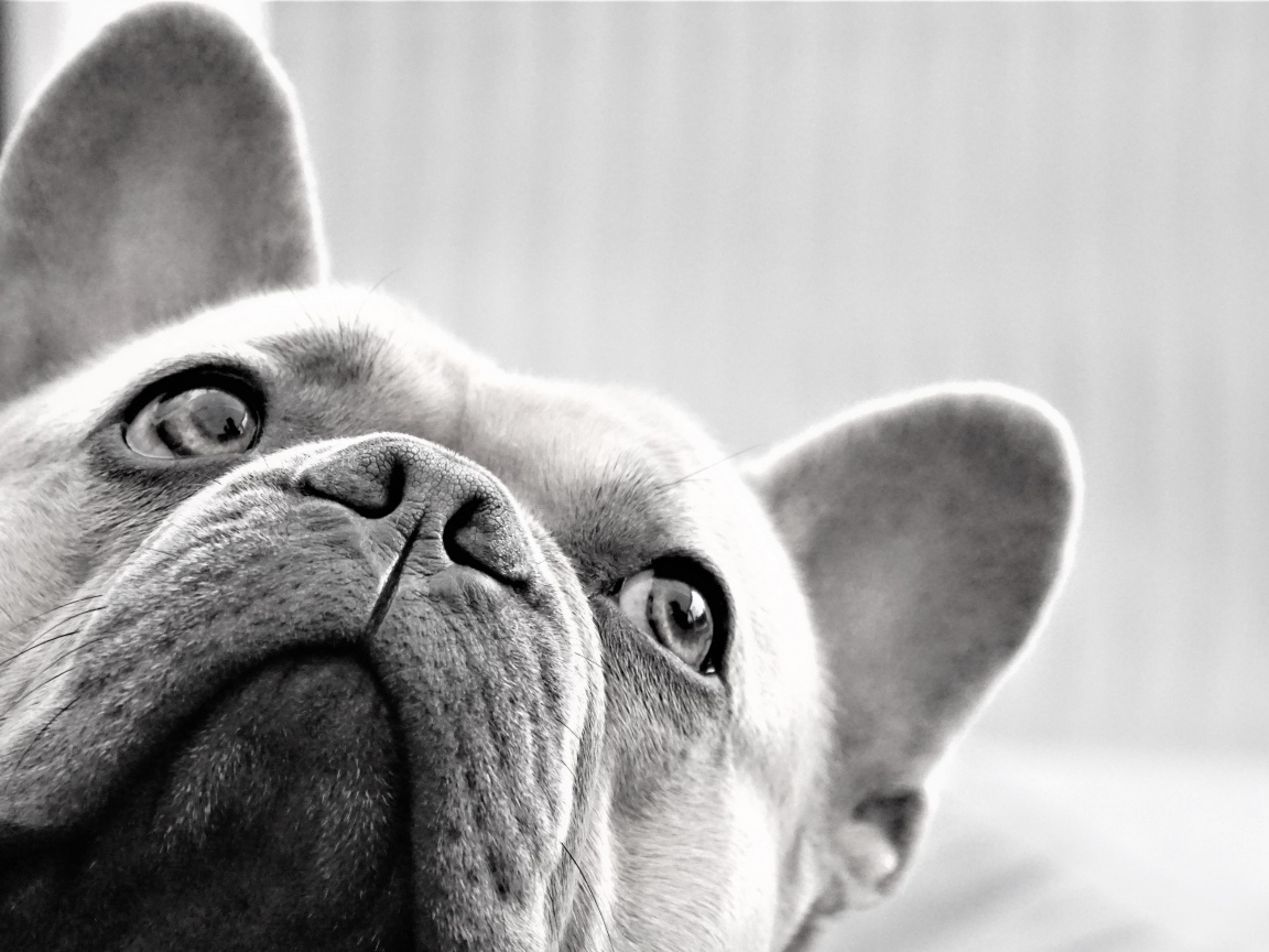 Грустная морда французского бульдога
