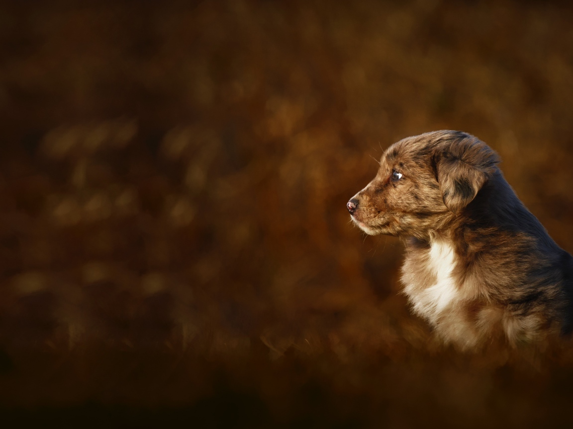 Маленький коричневый щенок крупным планом