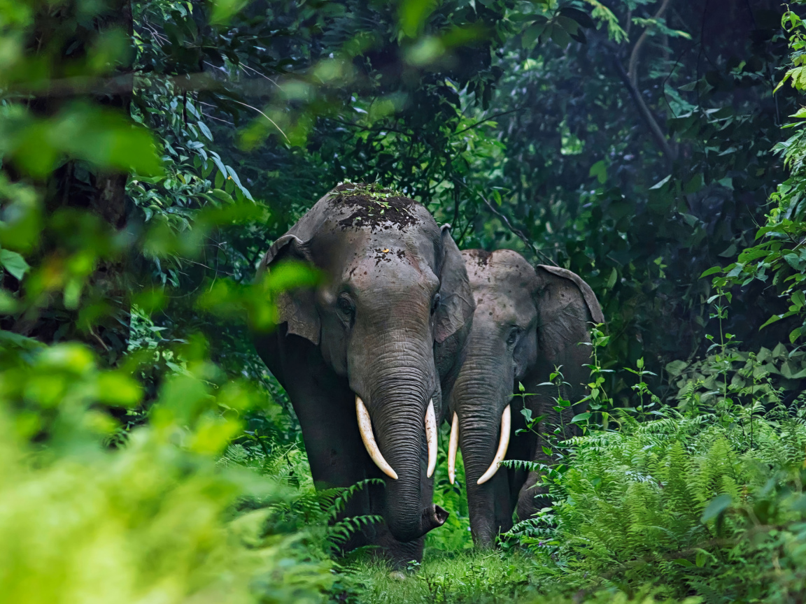 Два больших серых слона в тропических зарослях