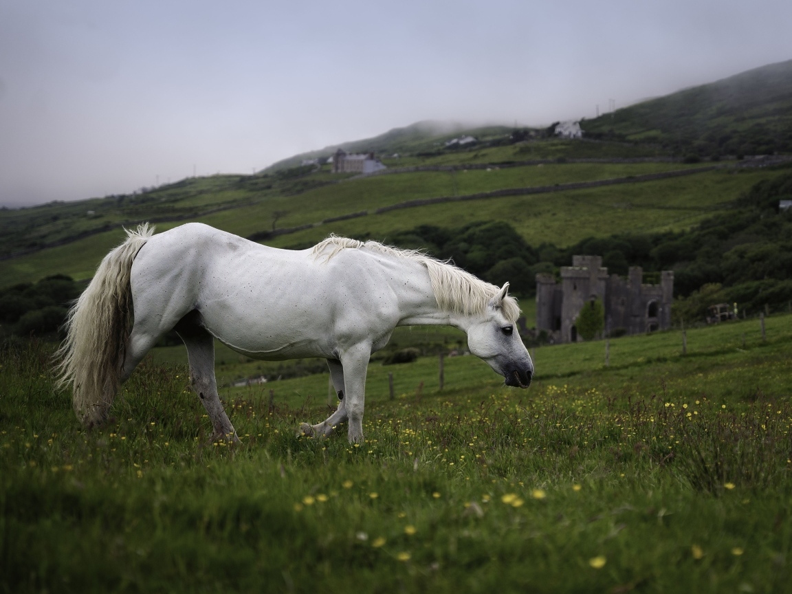 Большой белый конь пасется на зеленой траве
