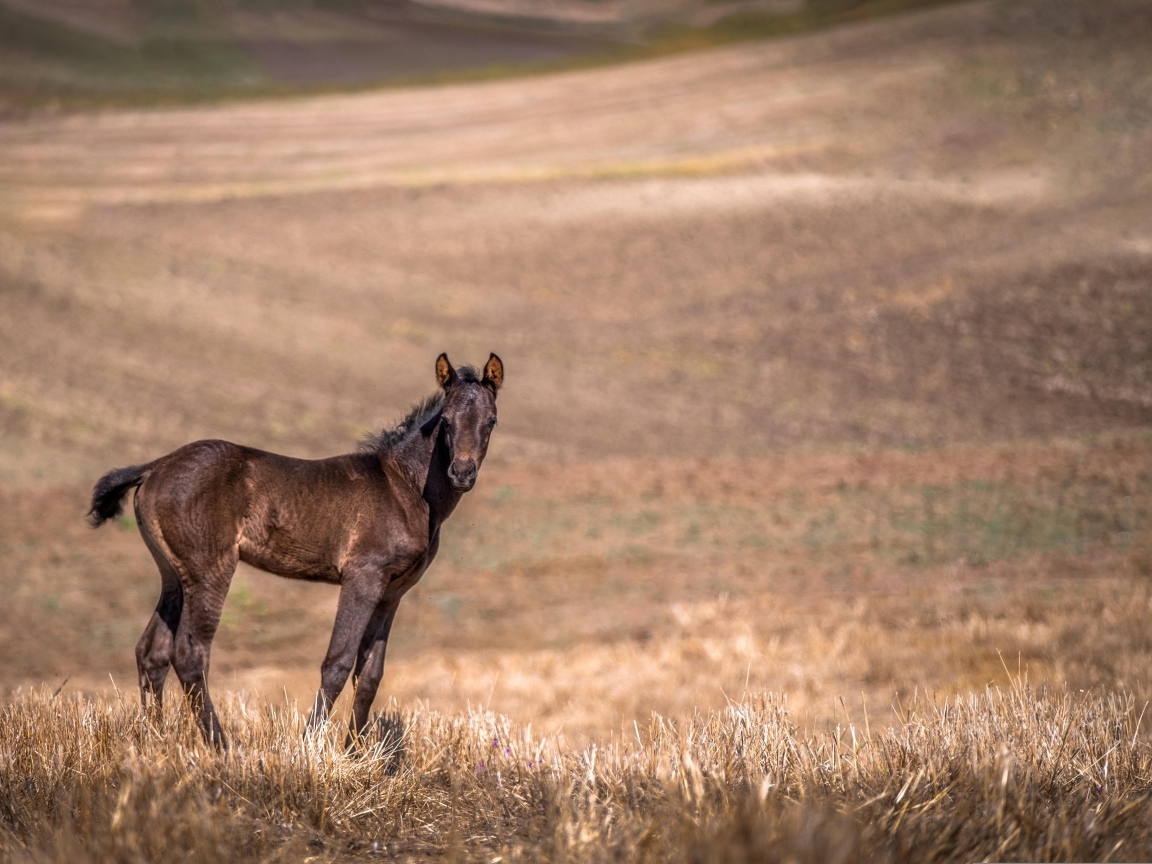 Жеребенок на пастбище 