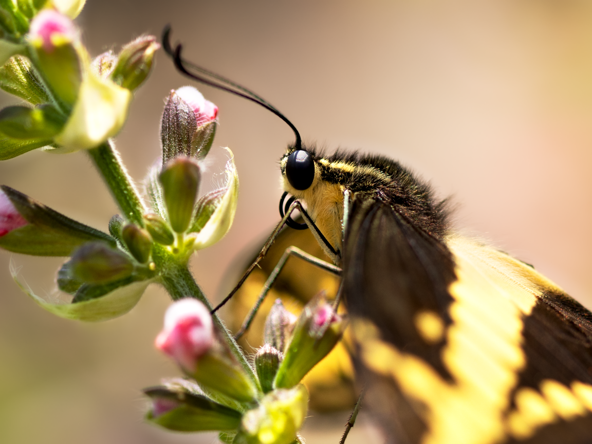 Бабочка сидит на ветке с розовыми цветами