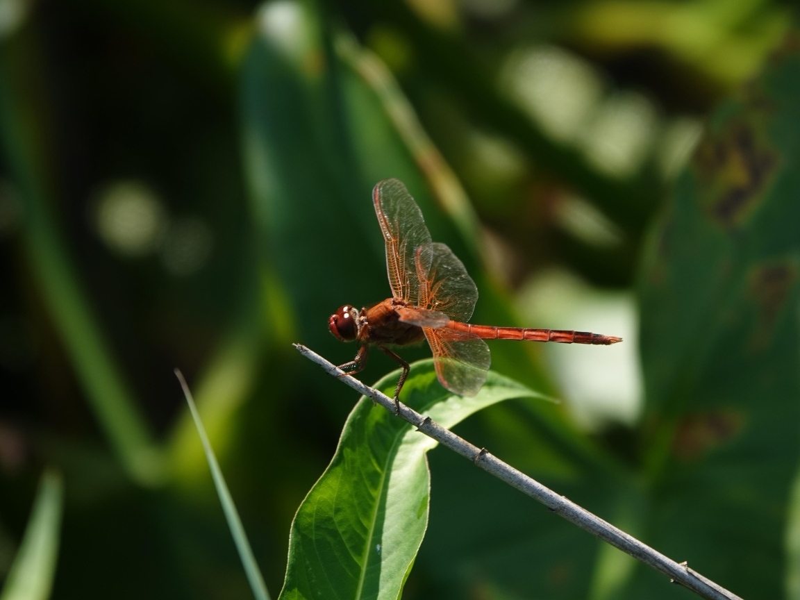 Стрекоза с прозрачными крыльями сидит на ветке