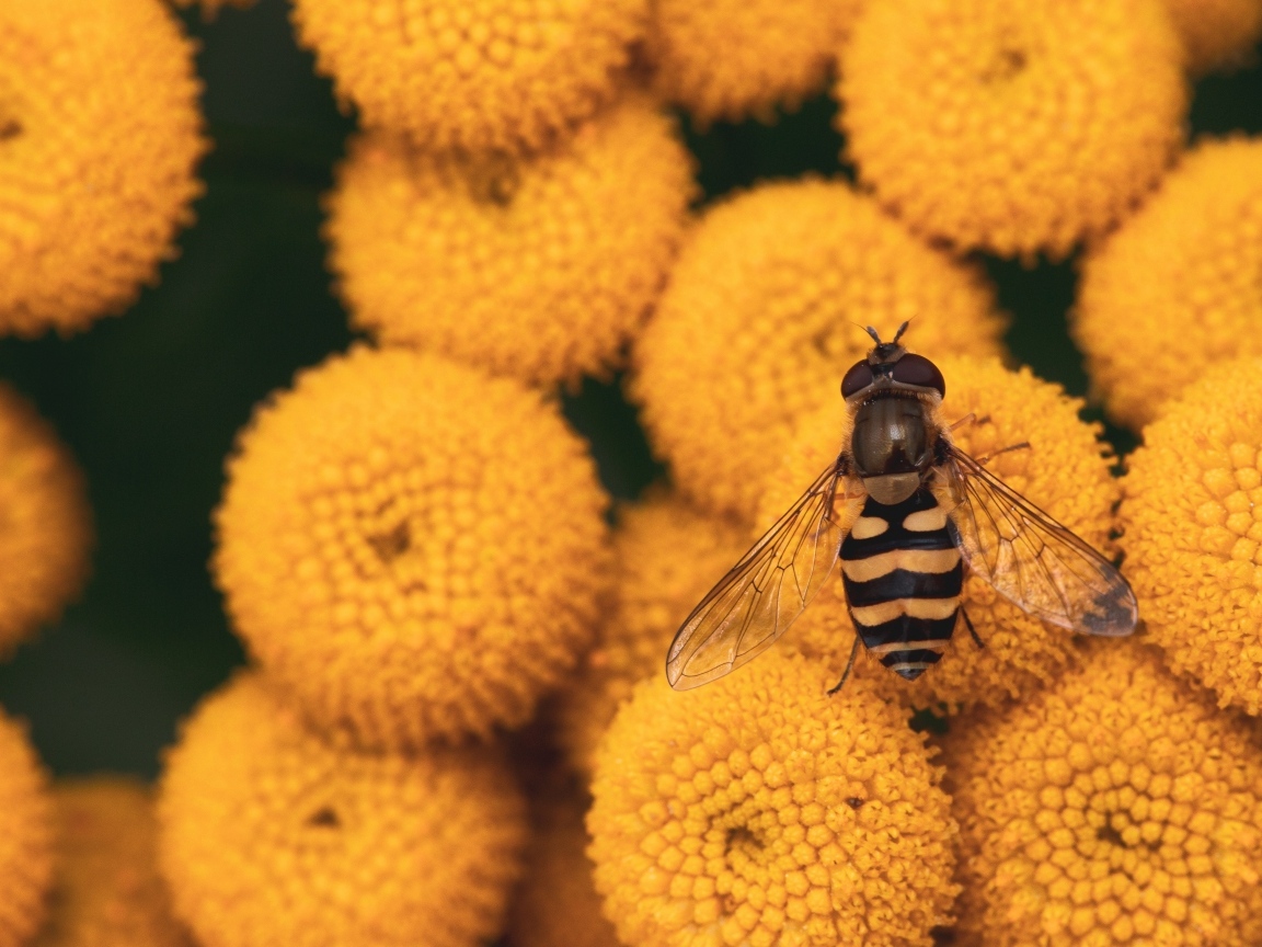 Муха сидит на желтых цветах пижмы