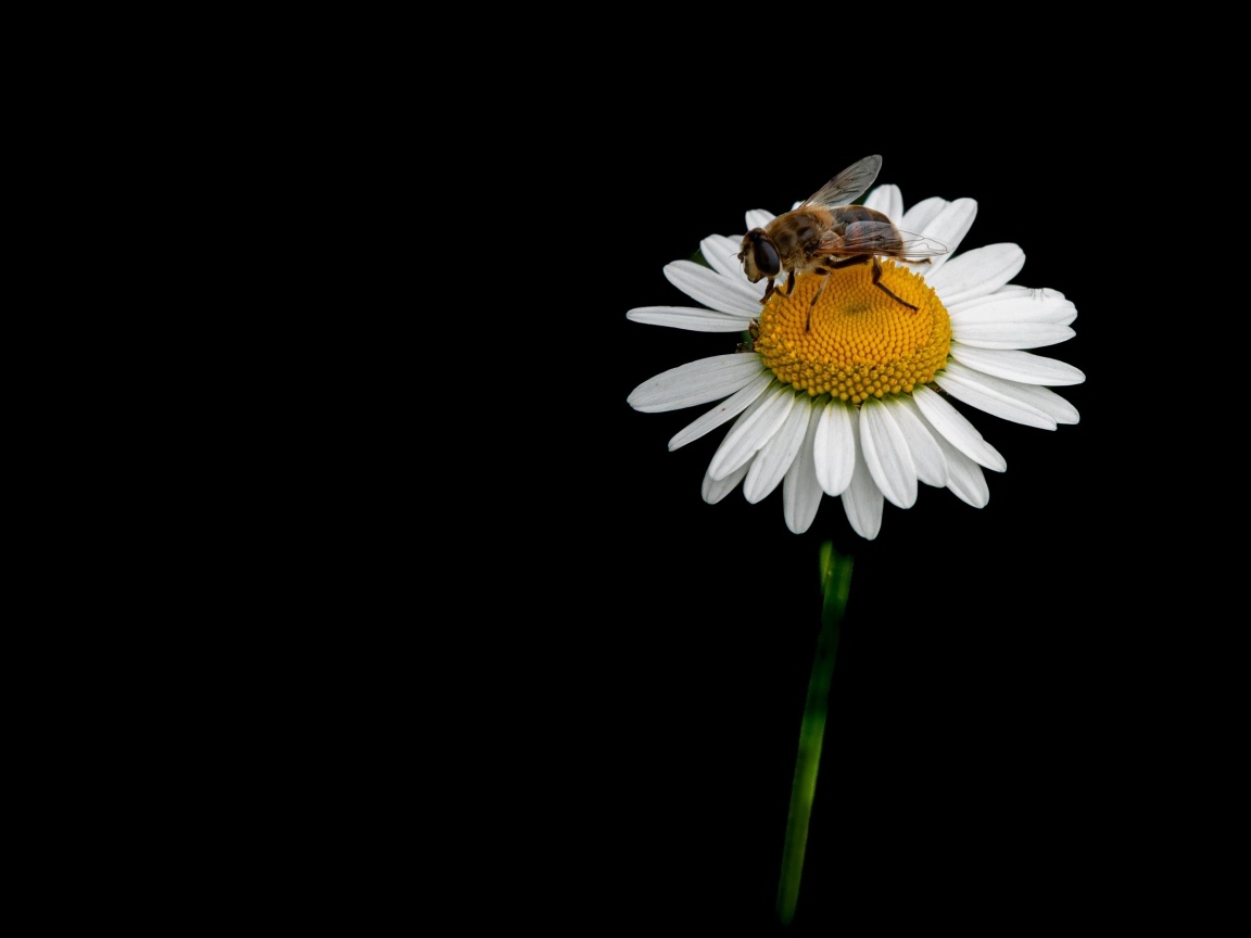 Маленькая пчела сидит на ромашке на черном фоне