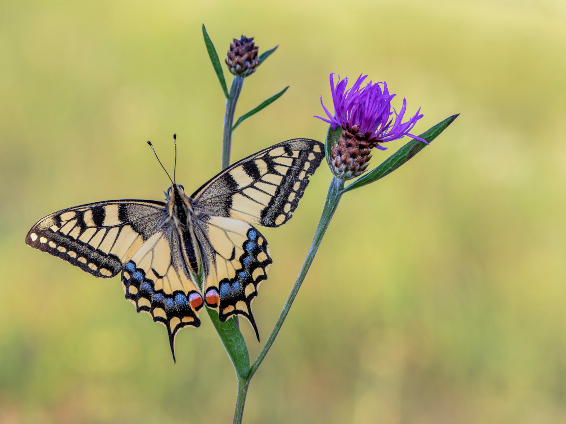 Бабочка махаон сидит на сиреневом цветке