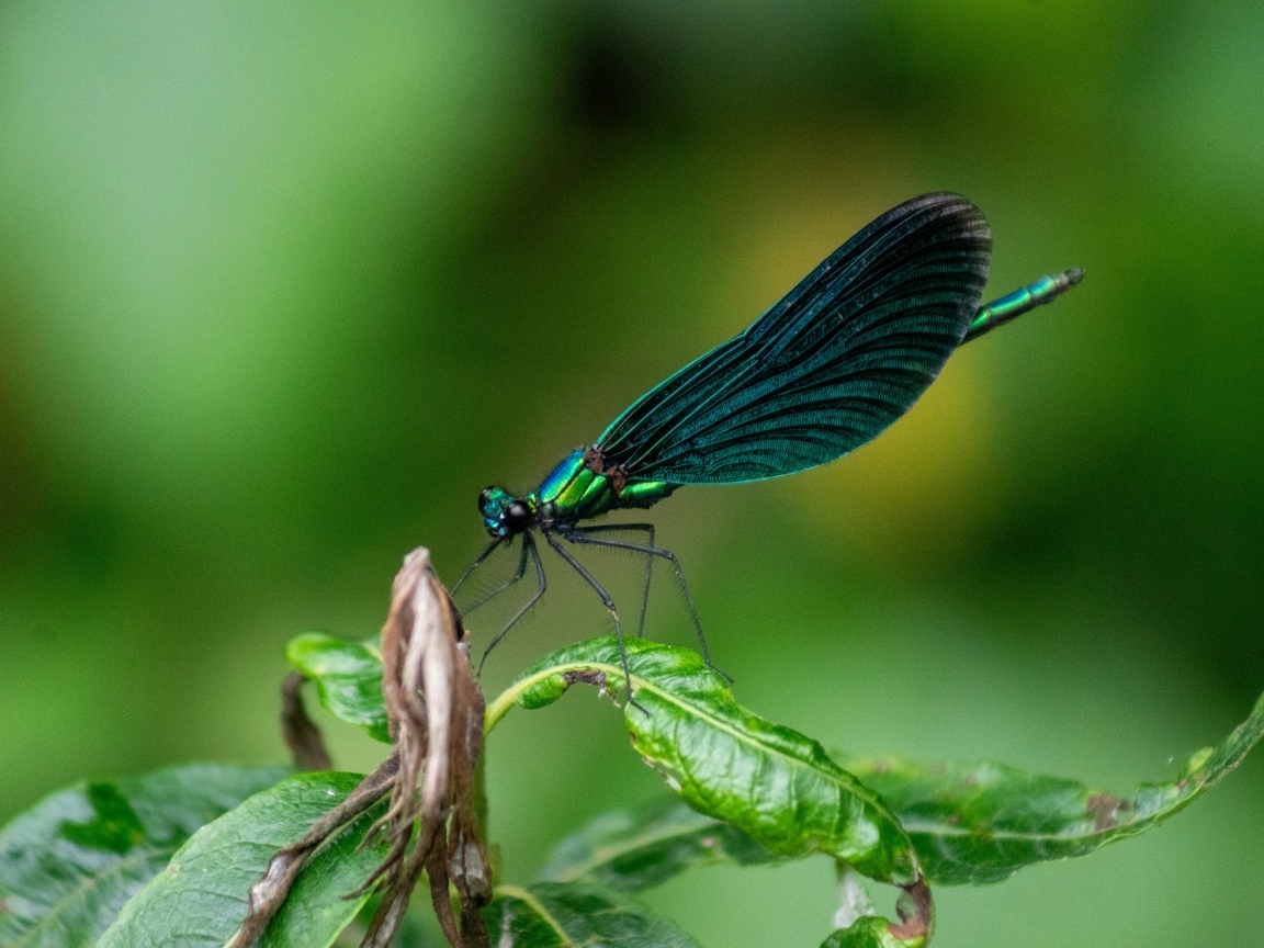 Красивая зеленая стрекоза на листе