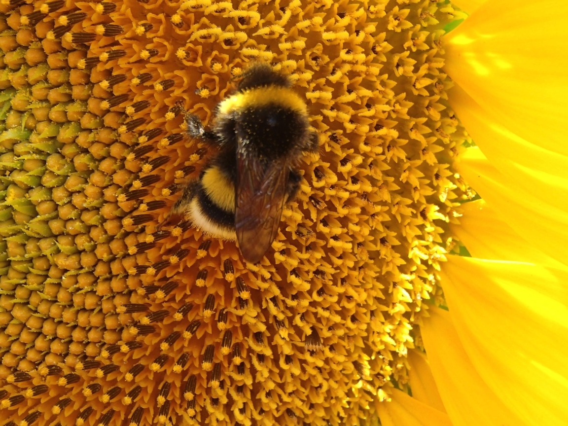 Большой полосатый шмель на цветке подсолнуха
