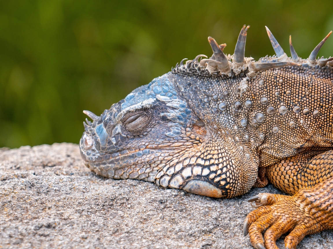Большая игуана спит на камне