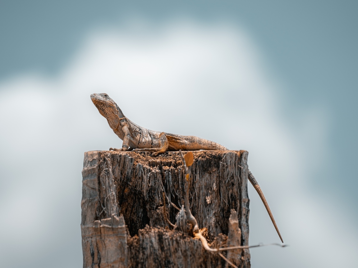 Ящерица сидит на сухом пне