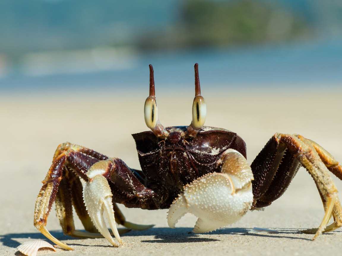 Большой глазастый краб ползет по песку 