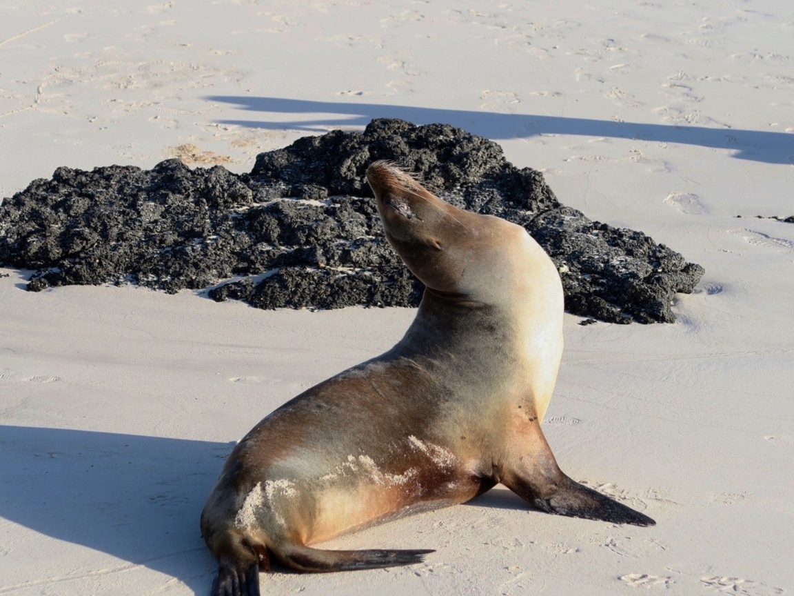 Морской котик греется на солнце на пляже