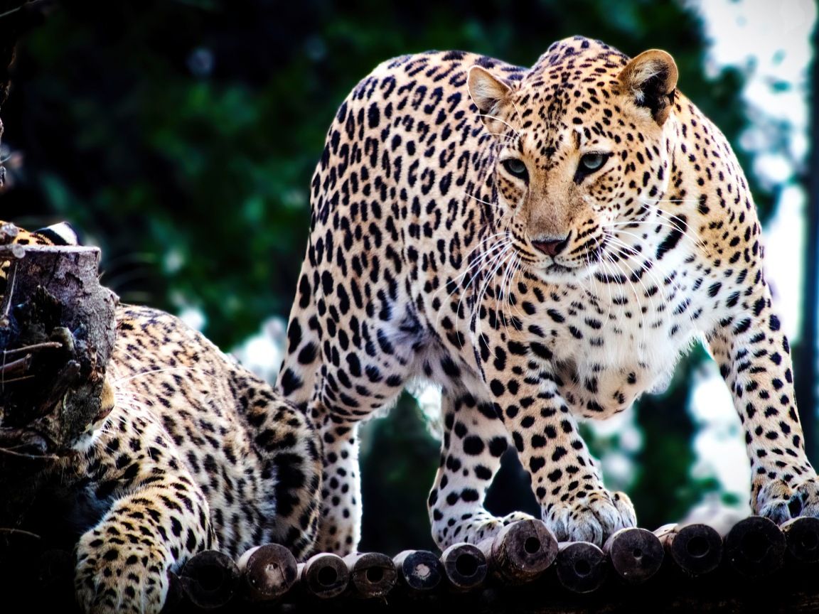 Два пятнистых ягуара в зоопарке