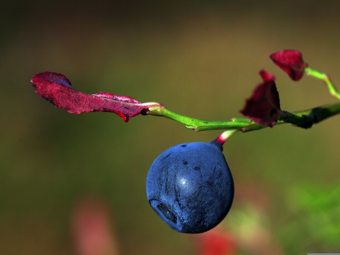 Ягода черники на ветке макросъемка