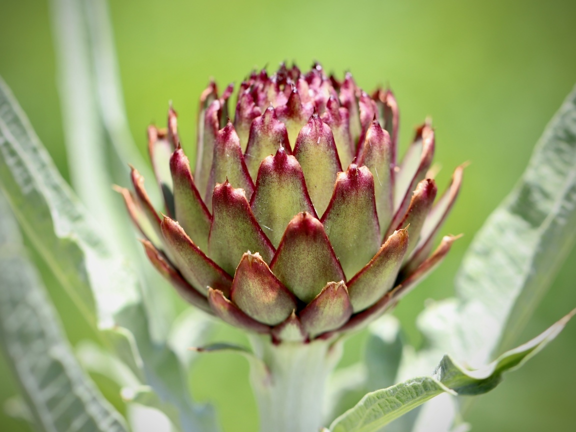 Растение артишок крупным планом