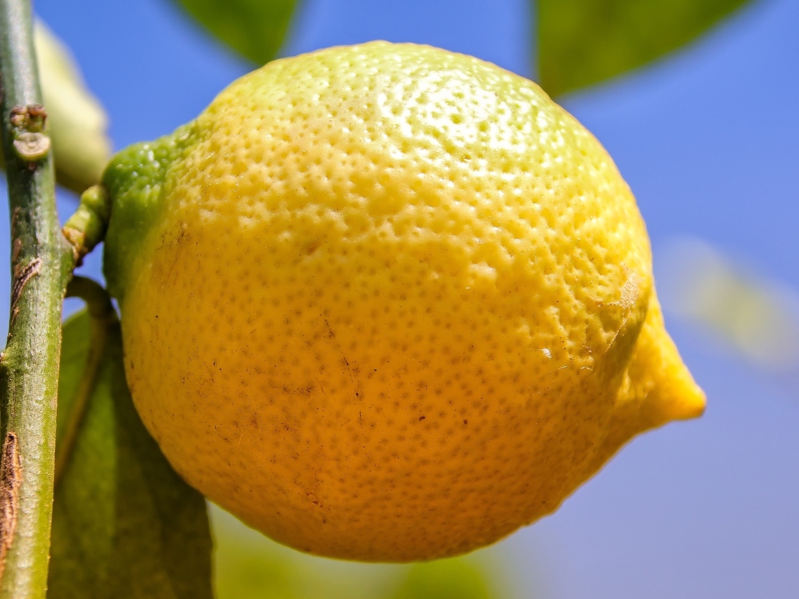 Большой желтый лимон висит на ветке