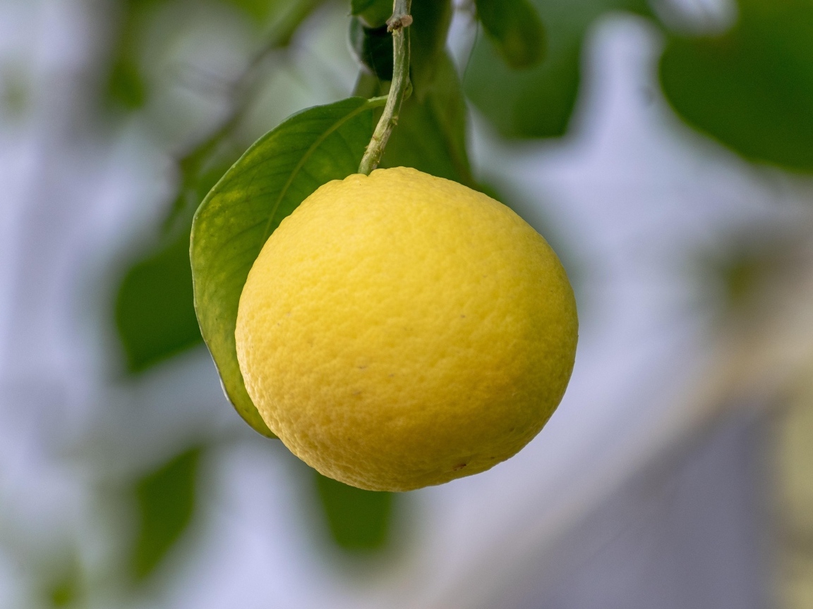 Желтый лимон висит на ветке 