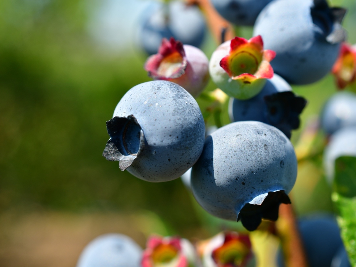Ягоды черники на ветке крупным планом