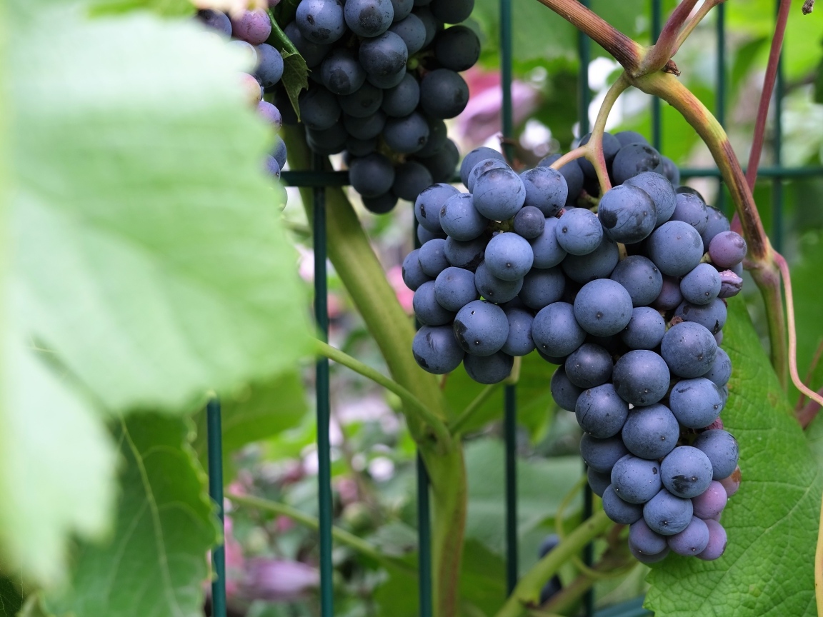 Гроздь синего вкусного винограда крупным планом