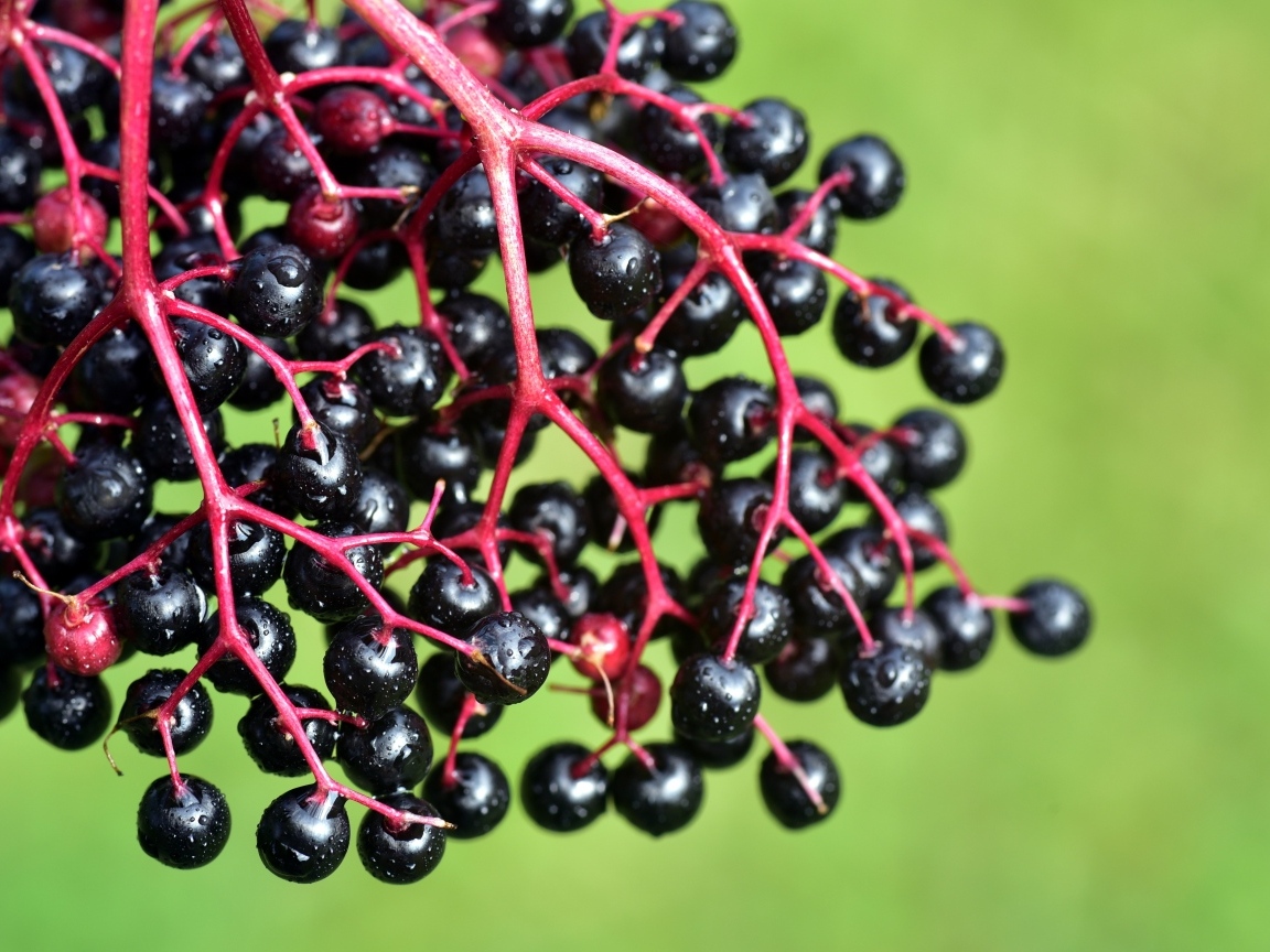 Ягоды декоративного винограда на зеленом фоне