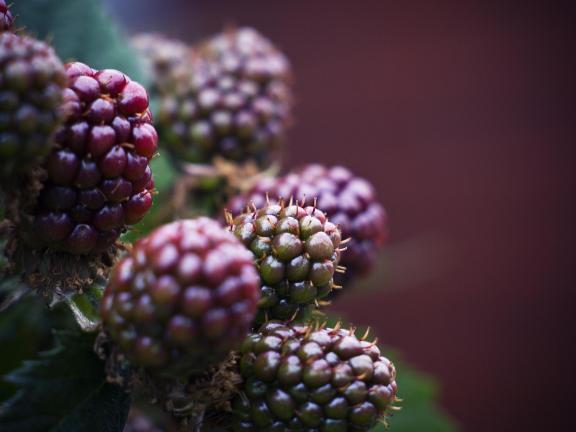 Зеленая ежевика на ветках 