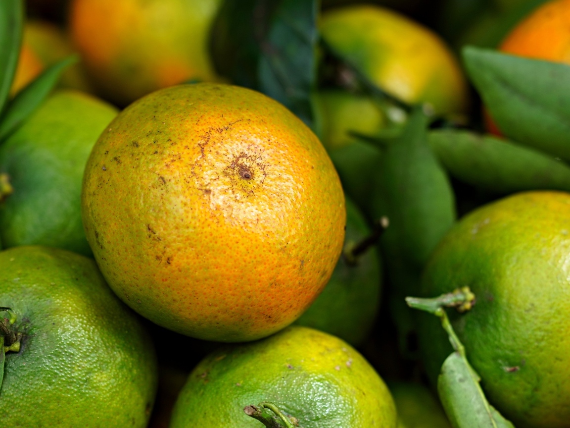 Зеленые мандарины с листьями крупным планом