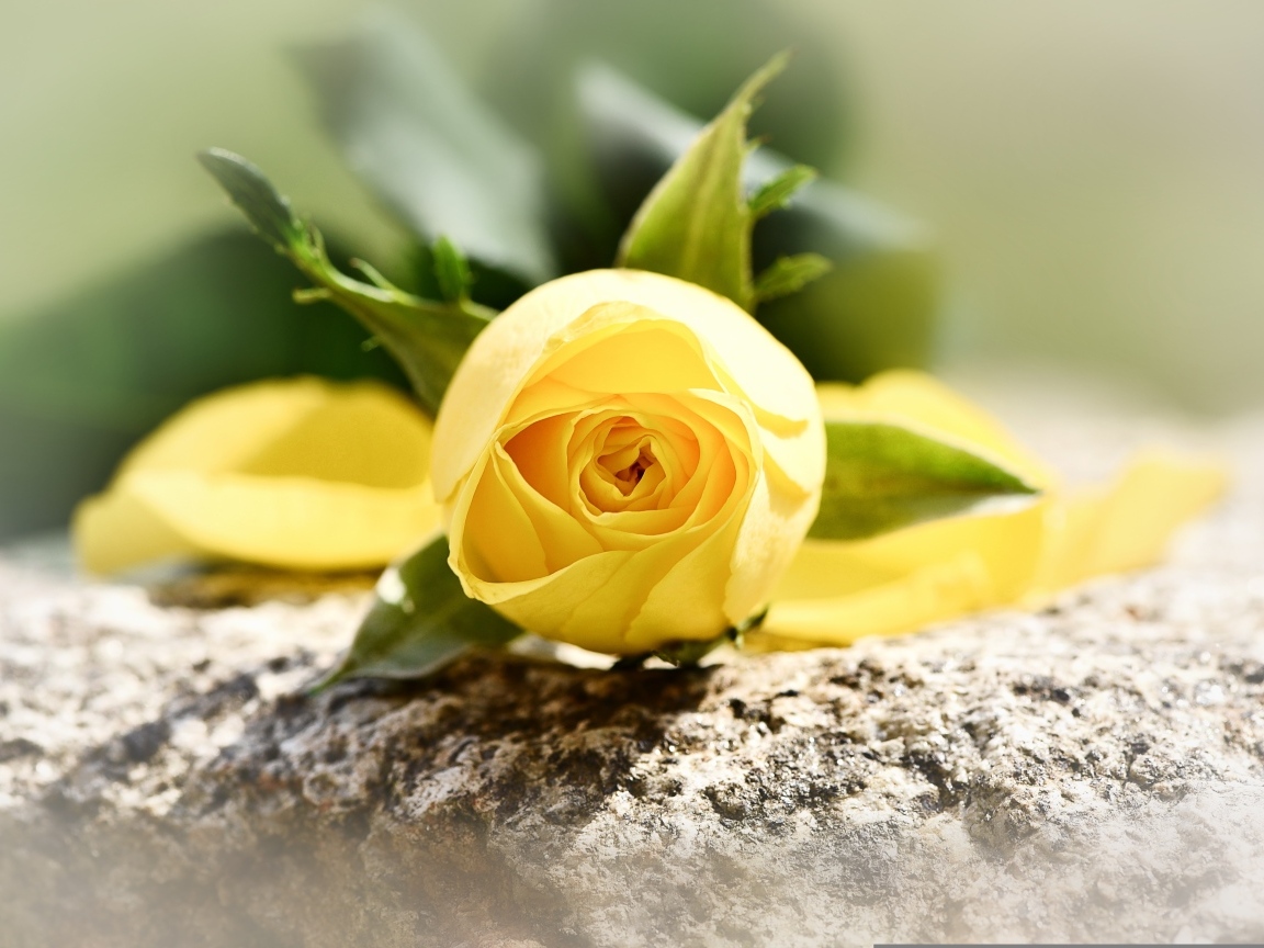 Желтая роза лежит на камне