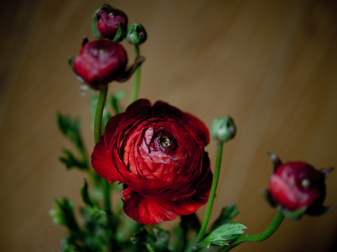 Красивые бордовые лютики с бутонами