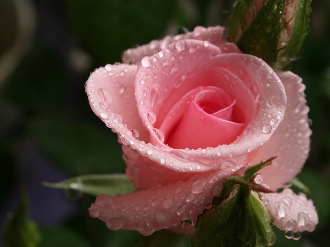 Красивая нежная розовая роза с каплями росы на лепестках