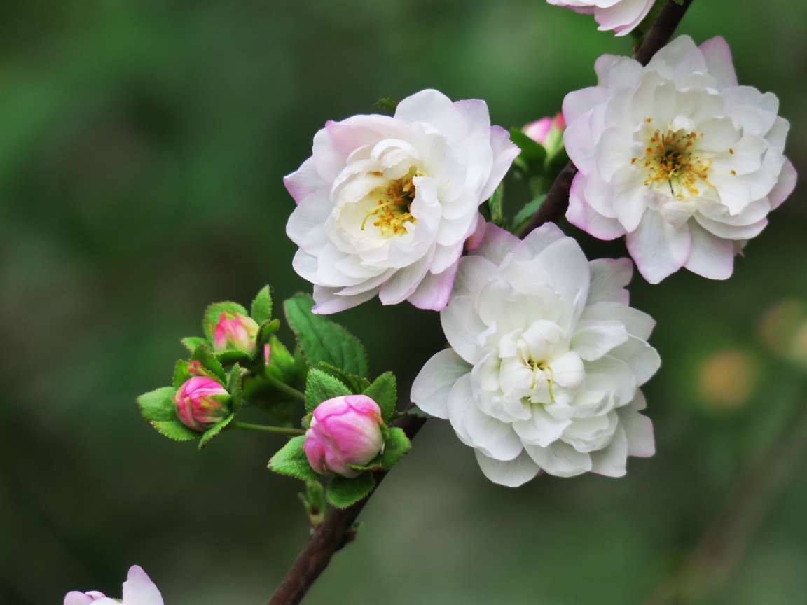 Красивые цветы распускаются на ветке дерева весной