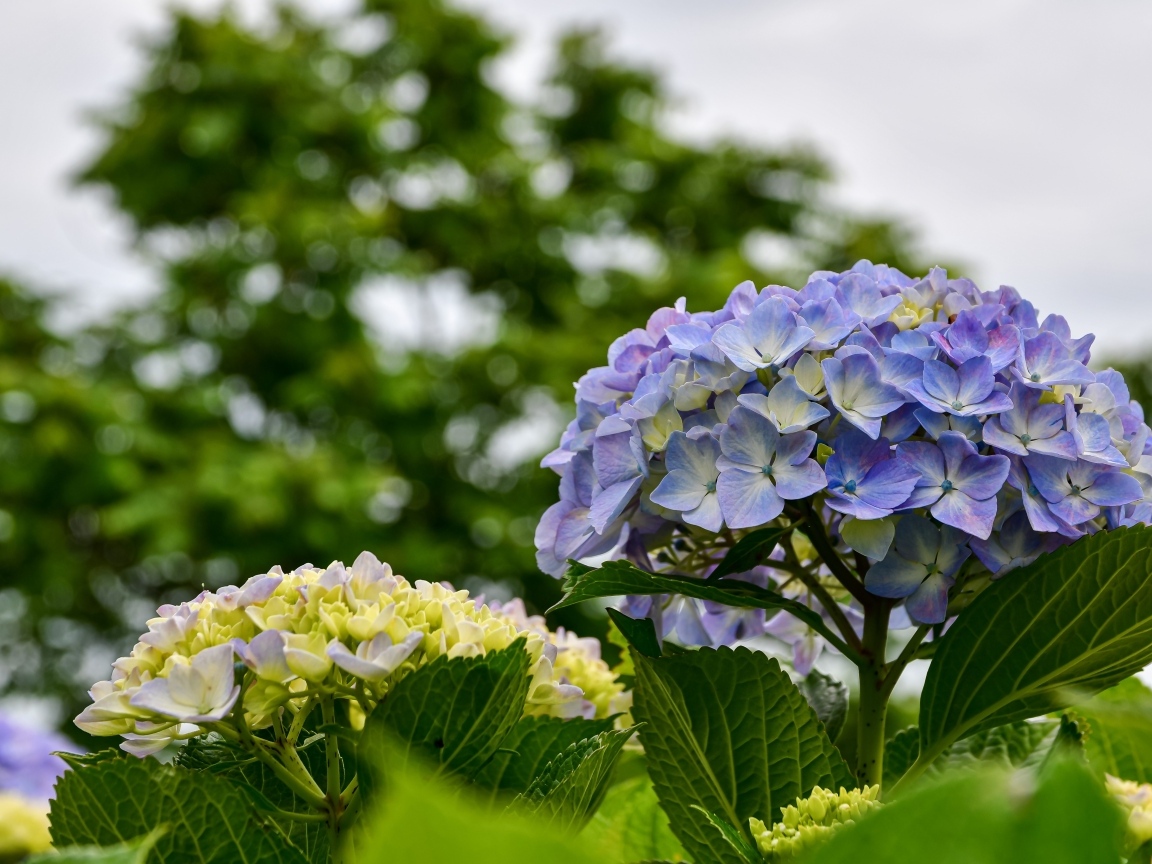 Красивые цветы гортензии распускаются на клумбе