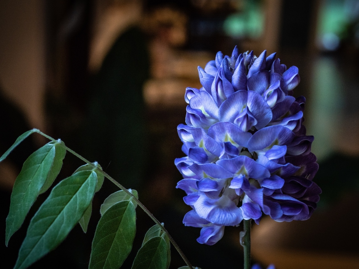 Красивый фиолетовый цветок глицинии