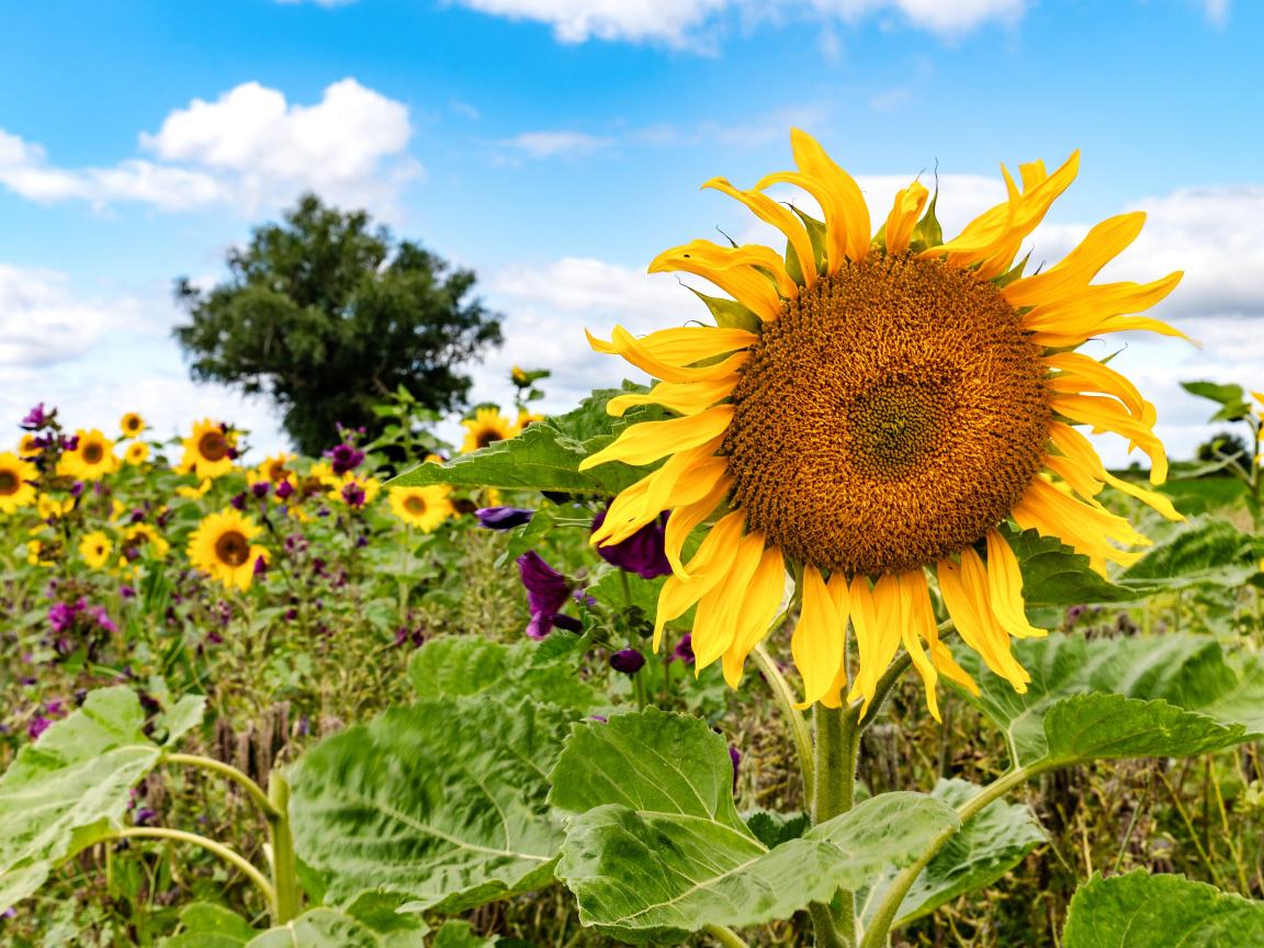 Красивое летнее поле с подсолнухами в лучах солнца