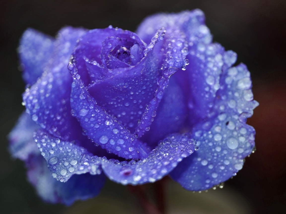 Синяя роза в каплях воды крупным планом