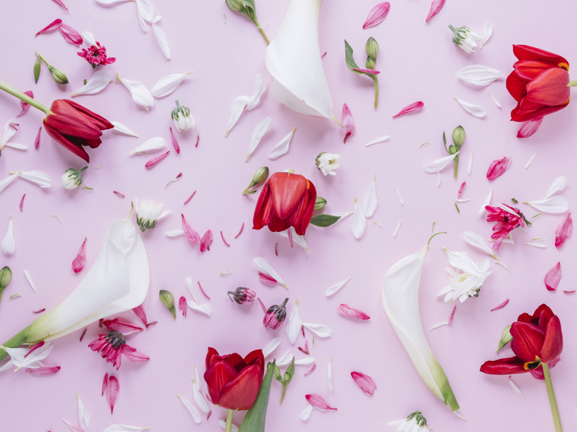 Цветы каллы с тюльпанами и лепестками хризантемы на розовом фоне