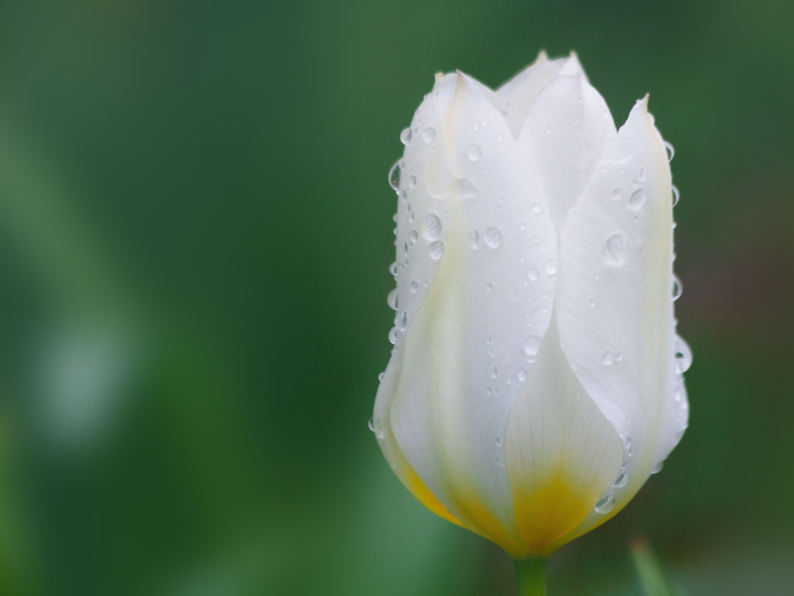 Закрытый цветок тюльпана в каплях воды