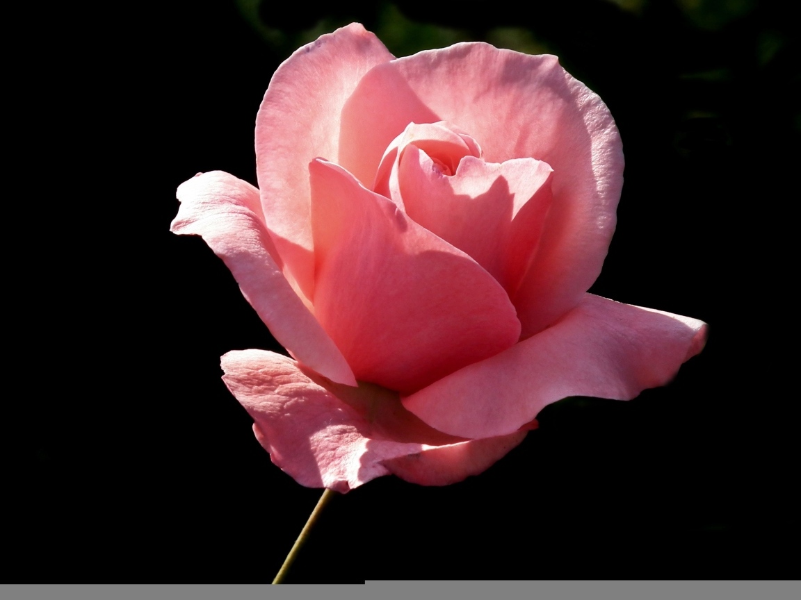 Ароматная красивая розовая роза на черном фоне