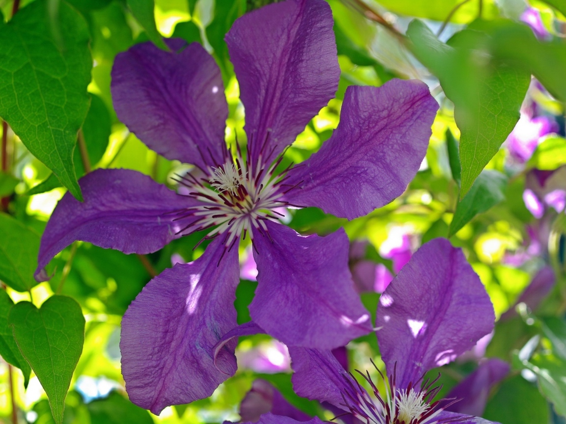 Большие фиолетовые цветы клематиса крупным планом