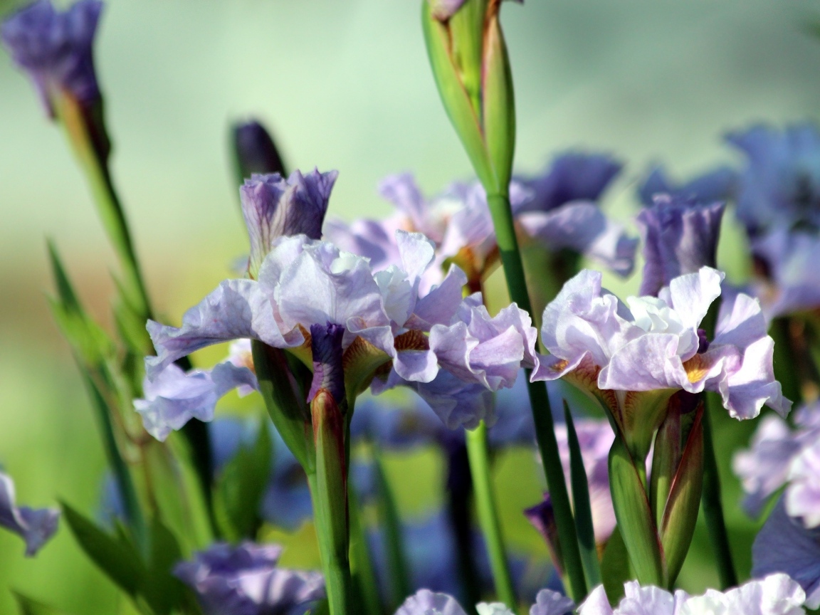 Много синих садовых цветов ириса