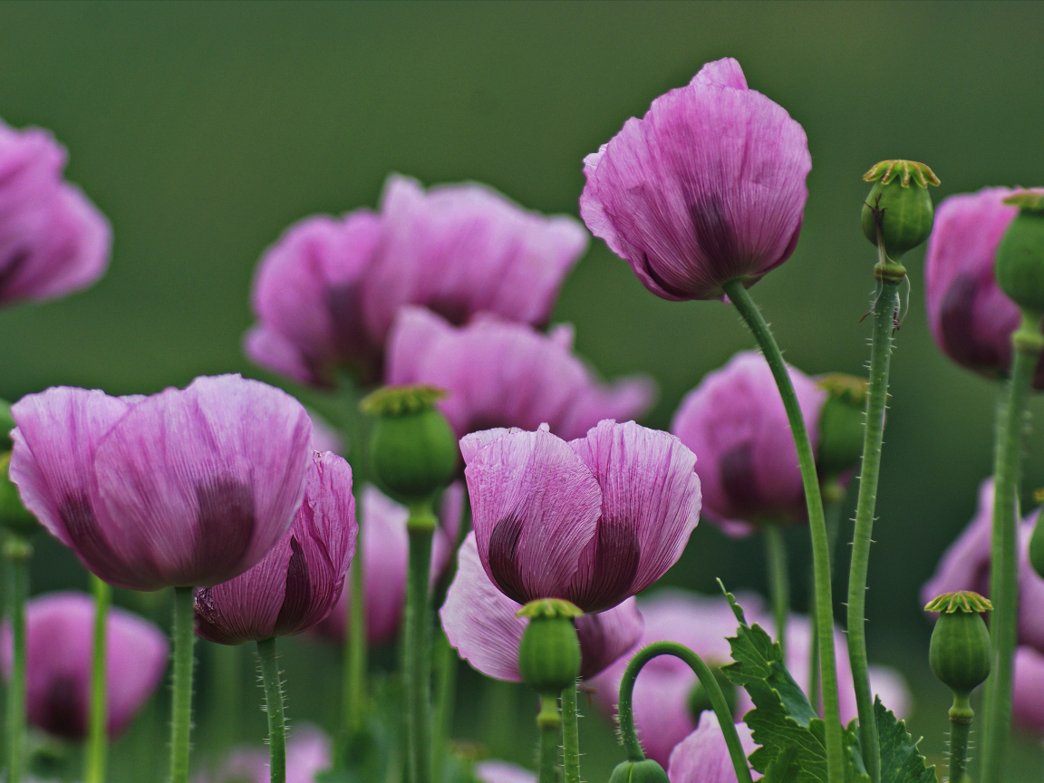Много розовых маков на поляне
