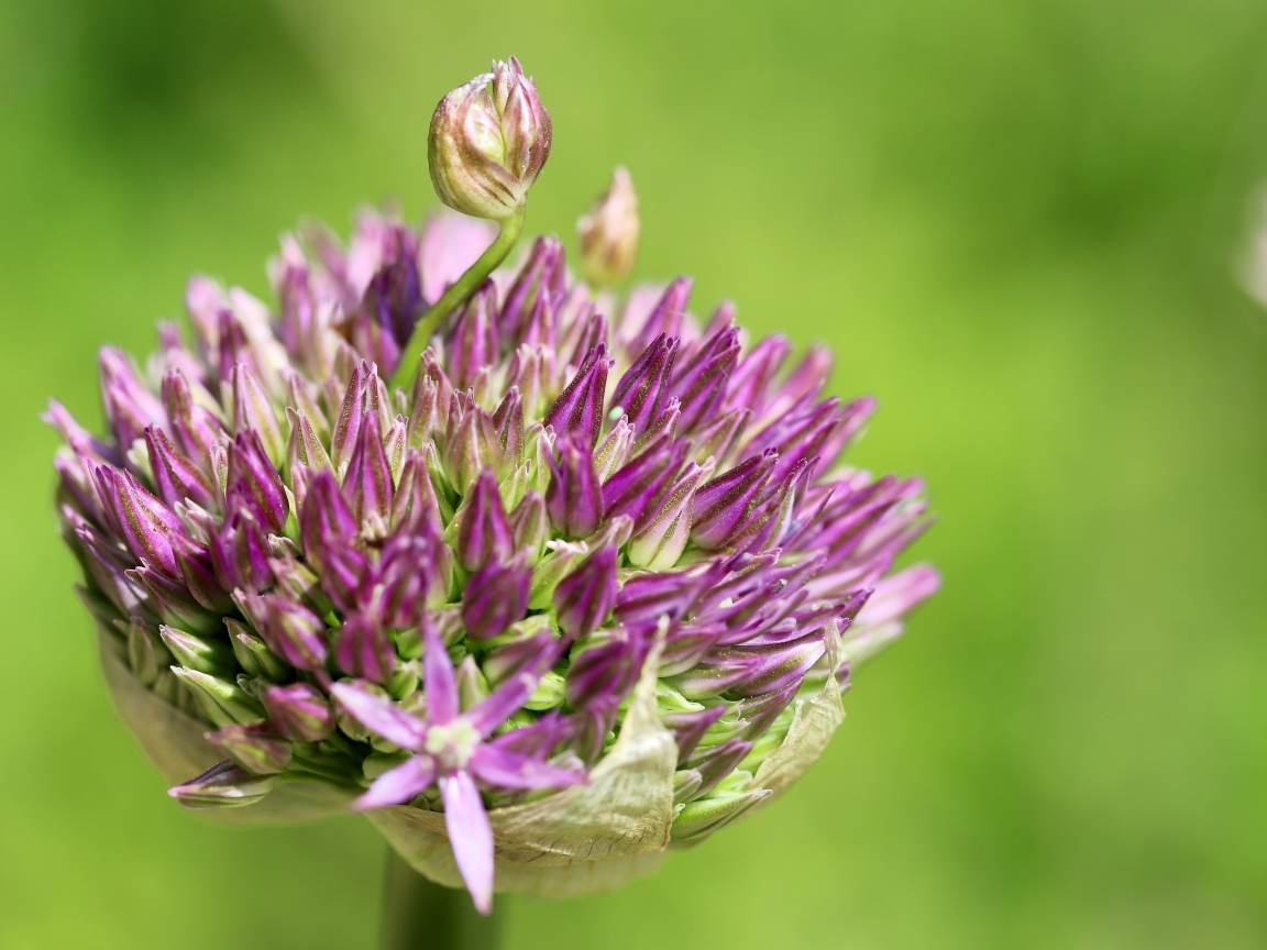 Цветок лука на зеленом фоне