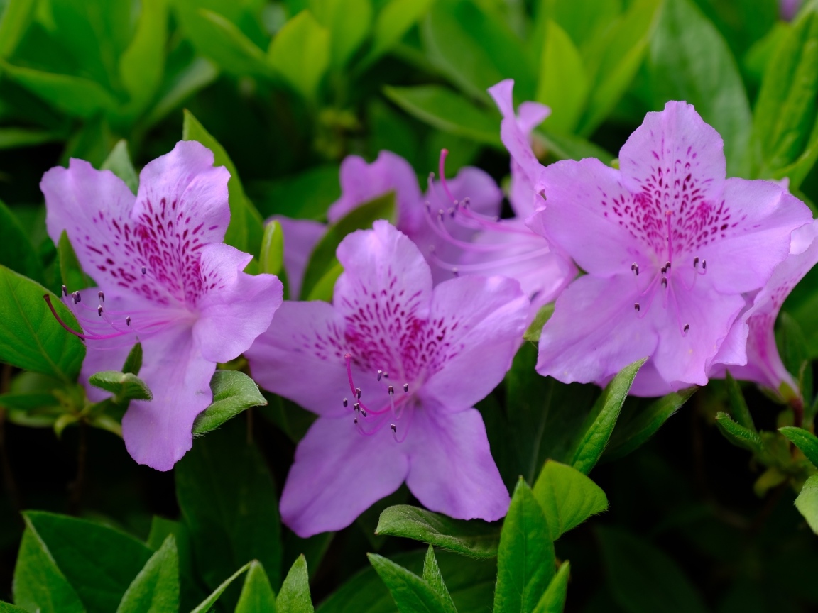 Розовые цветы азалии в зеленых листьях